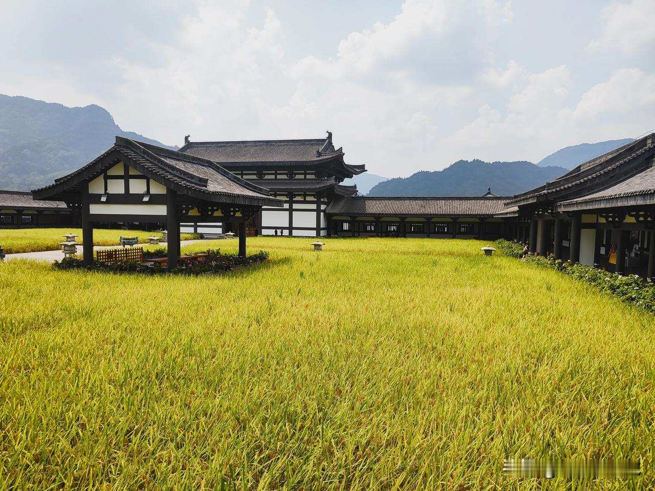 罕见的农禅结合唐风寺庙~眉山光明寺，稻谷已经成熟美的如一幅画卷，9月10日收割，