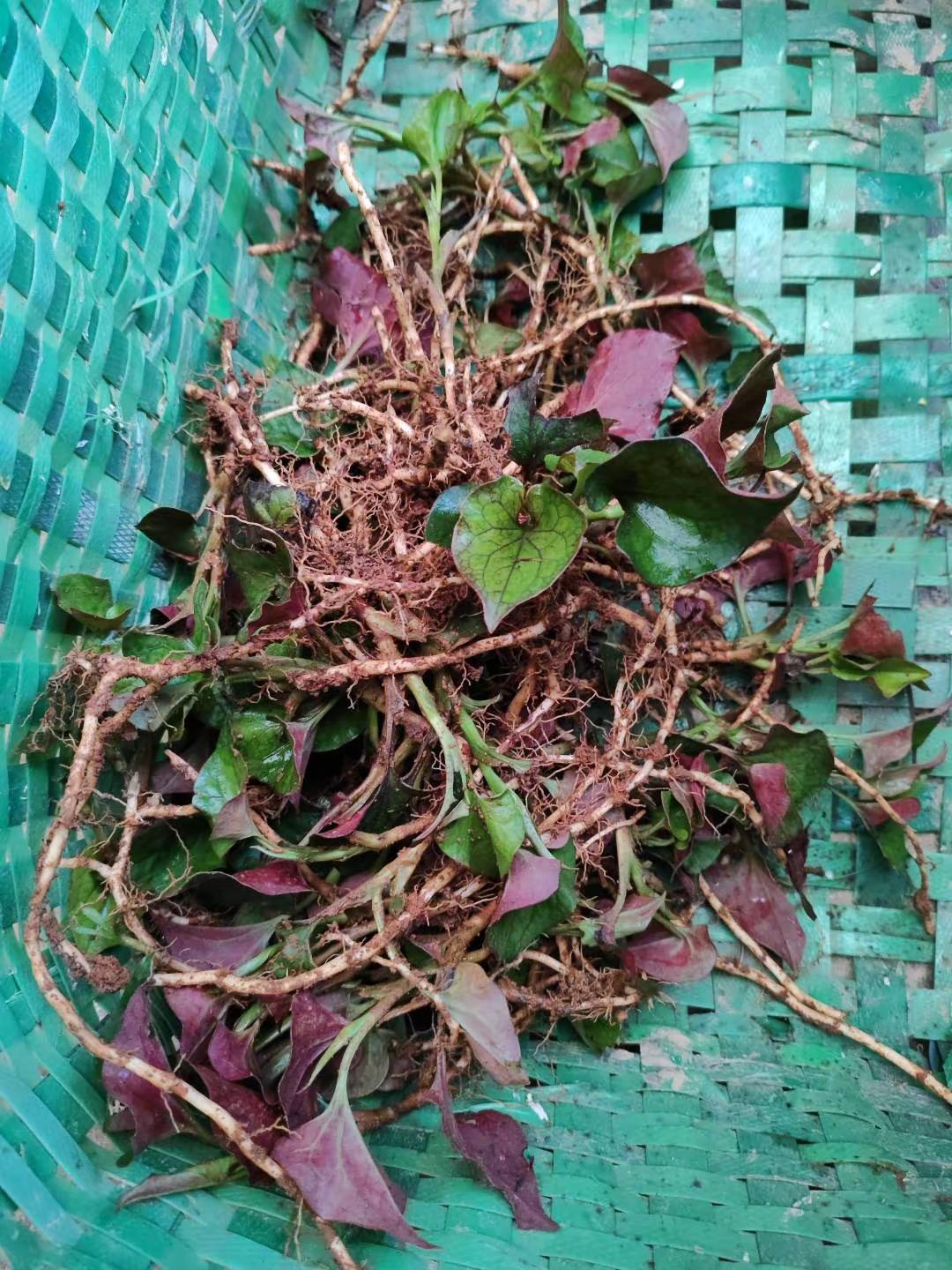 四种野菜你认识几种