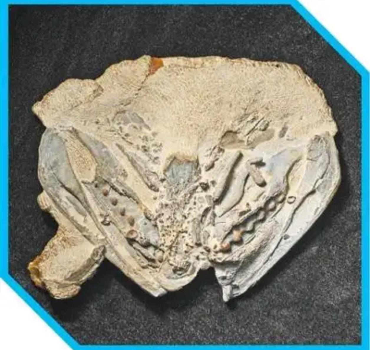 中国科学院团队取得重大突破：发现4.36亿年前最古老完整硬骨鱼化石

近日，中国