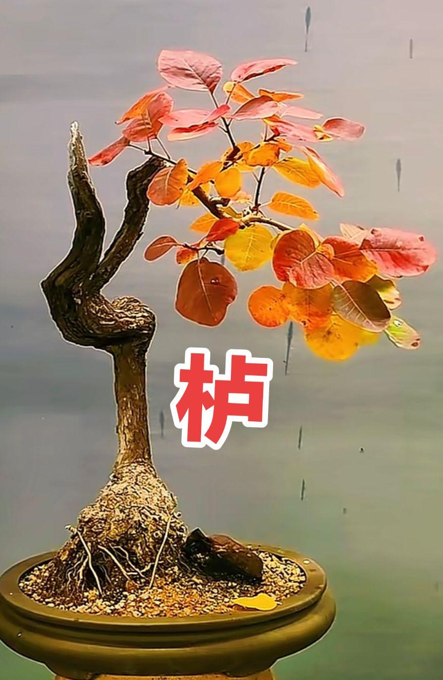老桩盆景