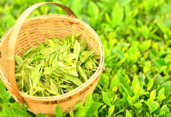 5 种茶叶已被列入 “伤肝名单”，喝多了或伤肝，再爱喝也要管住嘴

很多人把喝茶