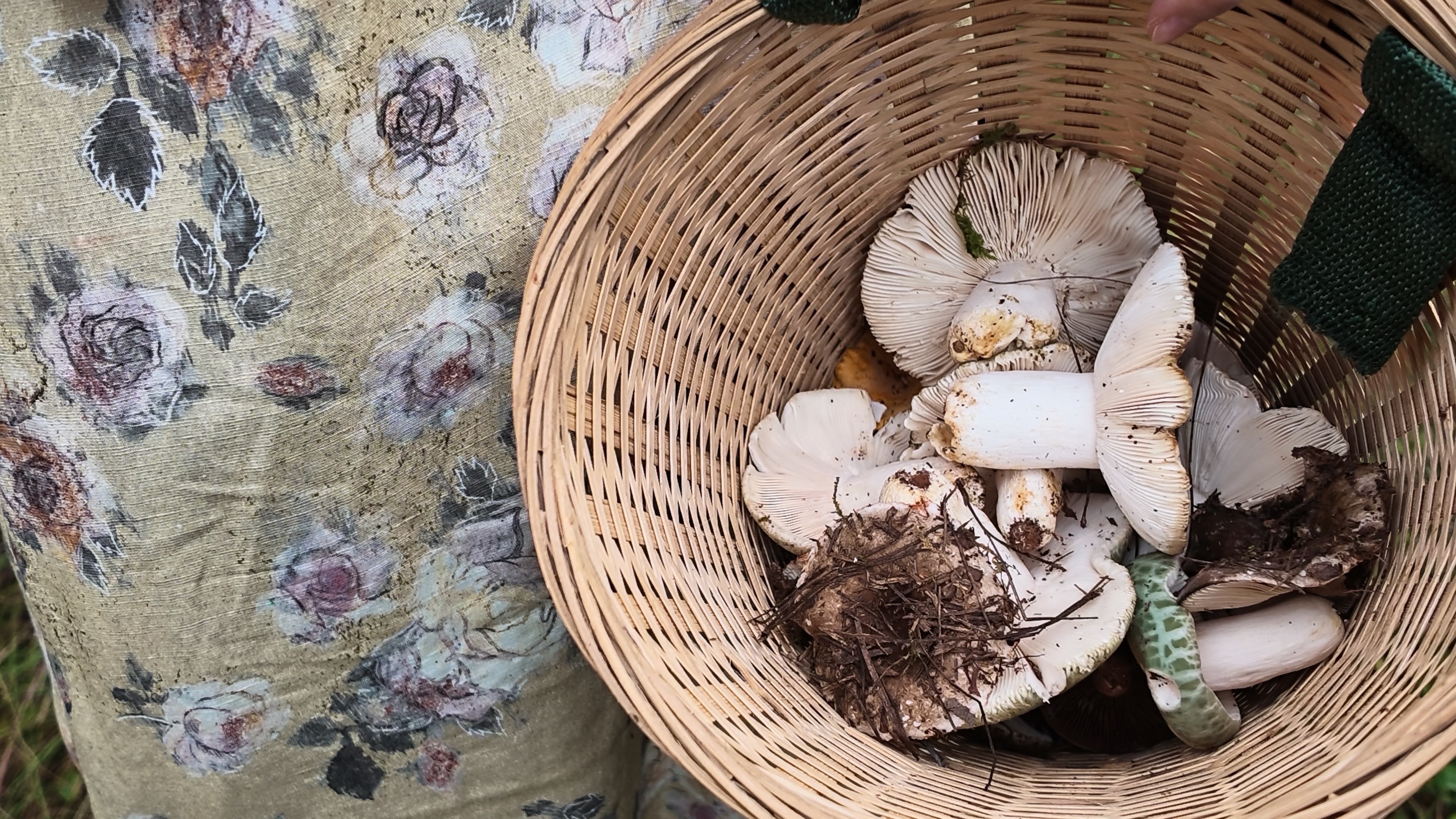 鹤男采蘑菇的小姑娘 有谁没看到鹤男这组采风图我都会伤心的ok？双马尾少女云南采蘑