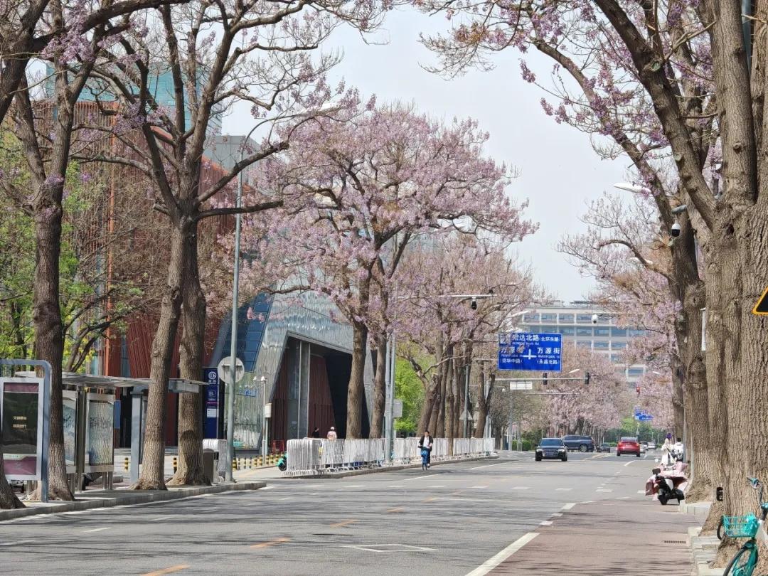 北京亦庄泡桐花节正式启幕！
亦庄运营公司“鹿海园三里—万源街地铁站”泡桐节赏花专