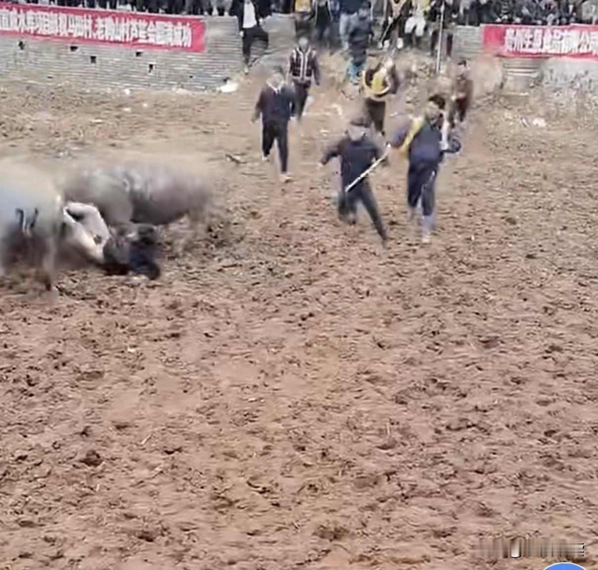 常在河边走，哪有不湿脚！

日前，某斗牛场内出现惊险一幕，一位貌似场内的工作人员