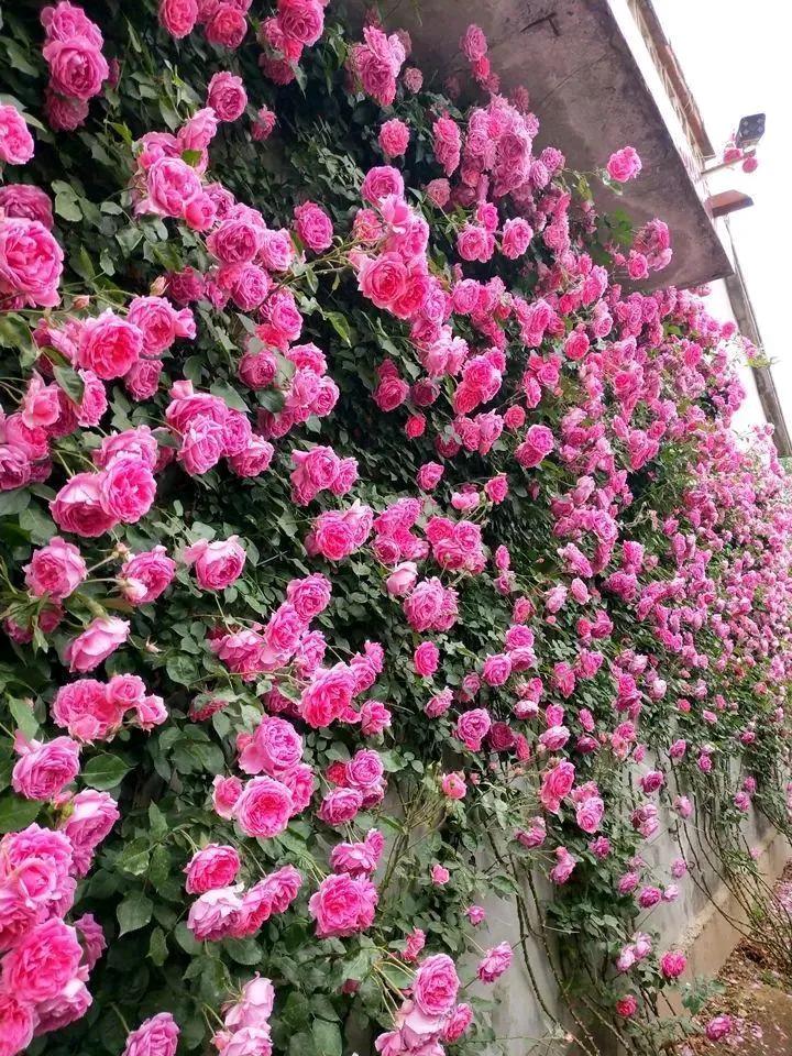 女儿订婚彩礼我打算要10万+1，随大流，不多不少，我会给男孩6万6。男方给我女儿
