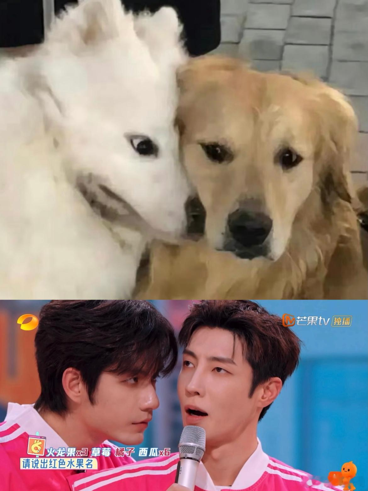 张颜齐:我会永远监视你凑那么近，好好笑，高瀚宇要宕机了[doge] 