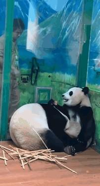 广州长隆熊猫萌萌发情期直接钻闺女妹珠怀里撒娇，死活不撒手。妹珠一边啃竹子一边拍妈