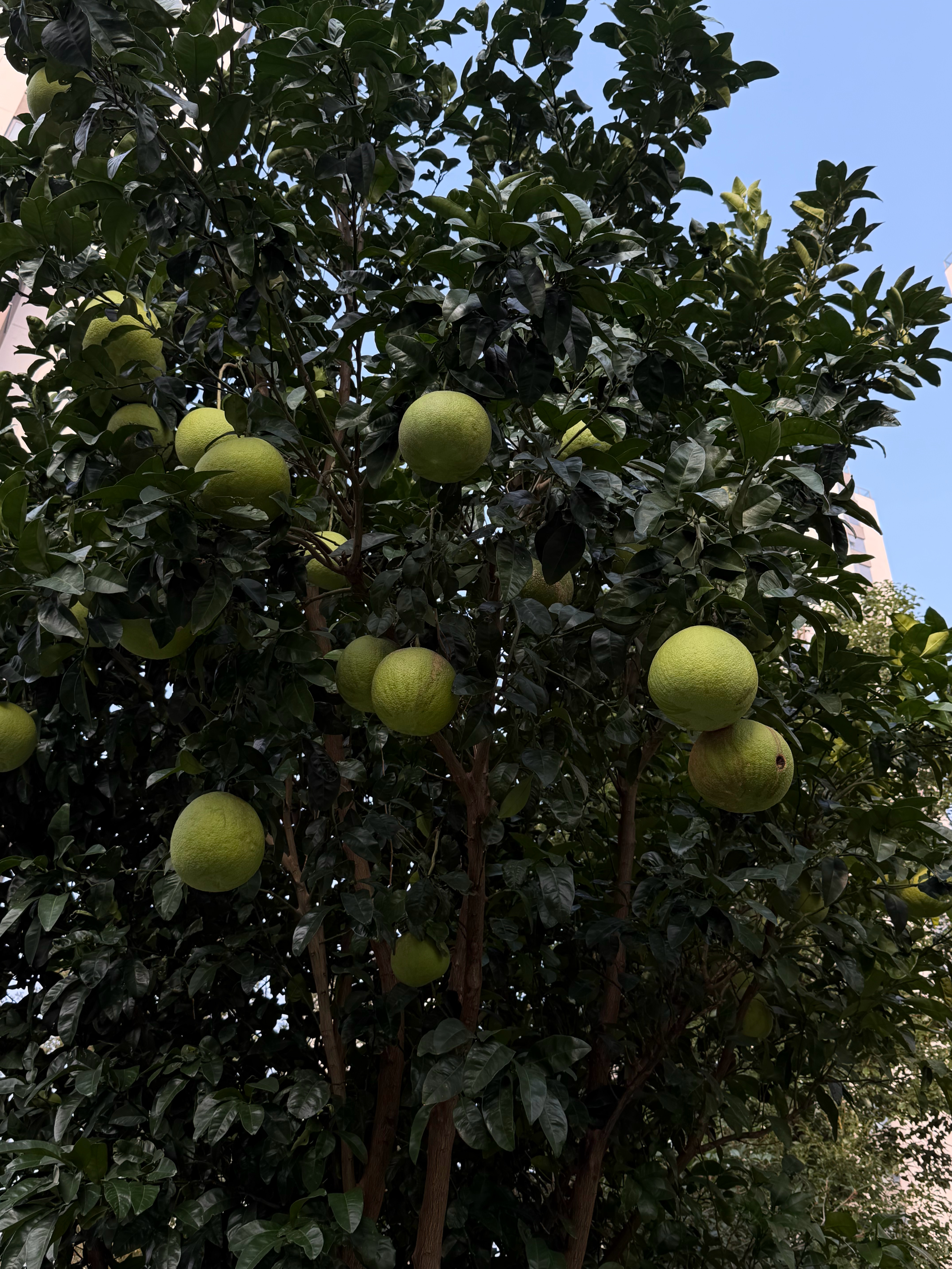 早上好，抽12个朋友现金红包，点赞就行[春游家族] ​  ​​​