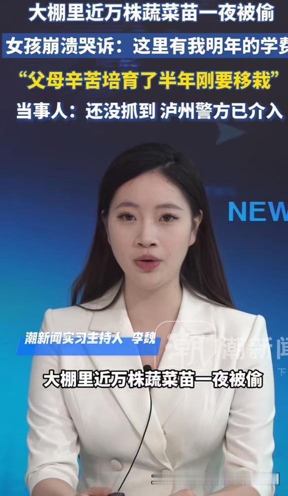 大棚里近万株蔬菜苗一夜被偷，女生崩溃爆哭：“这里是我明年的学费，父母辛苦培育了半