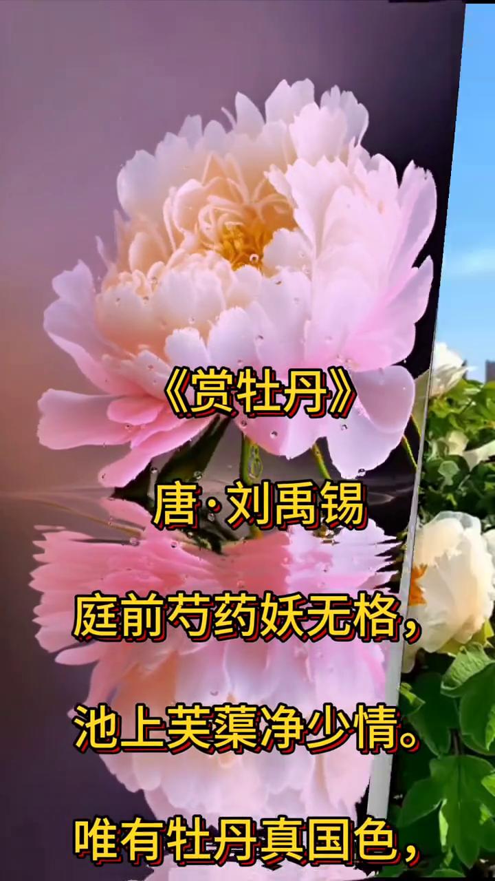 《赏牡丹》
唐·刘禹锡。
庭前芍药妖无格，池上芙蕖净少情。
唯有牡丹真国色，花开