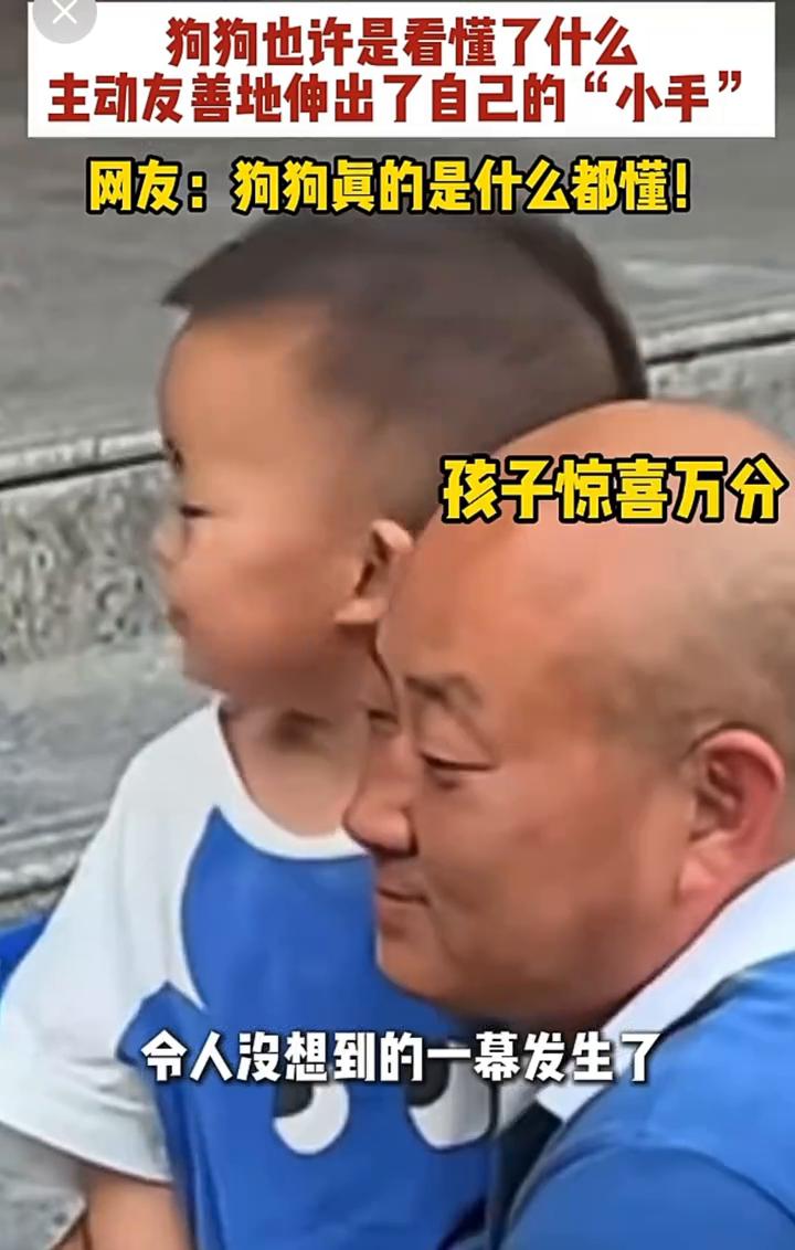 狗狗也许是看懂了什么，主动友善地伸出了自己的"小手"。网友：狗狗真的是什么都懂！