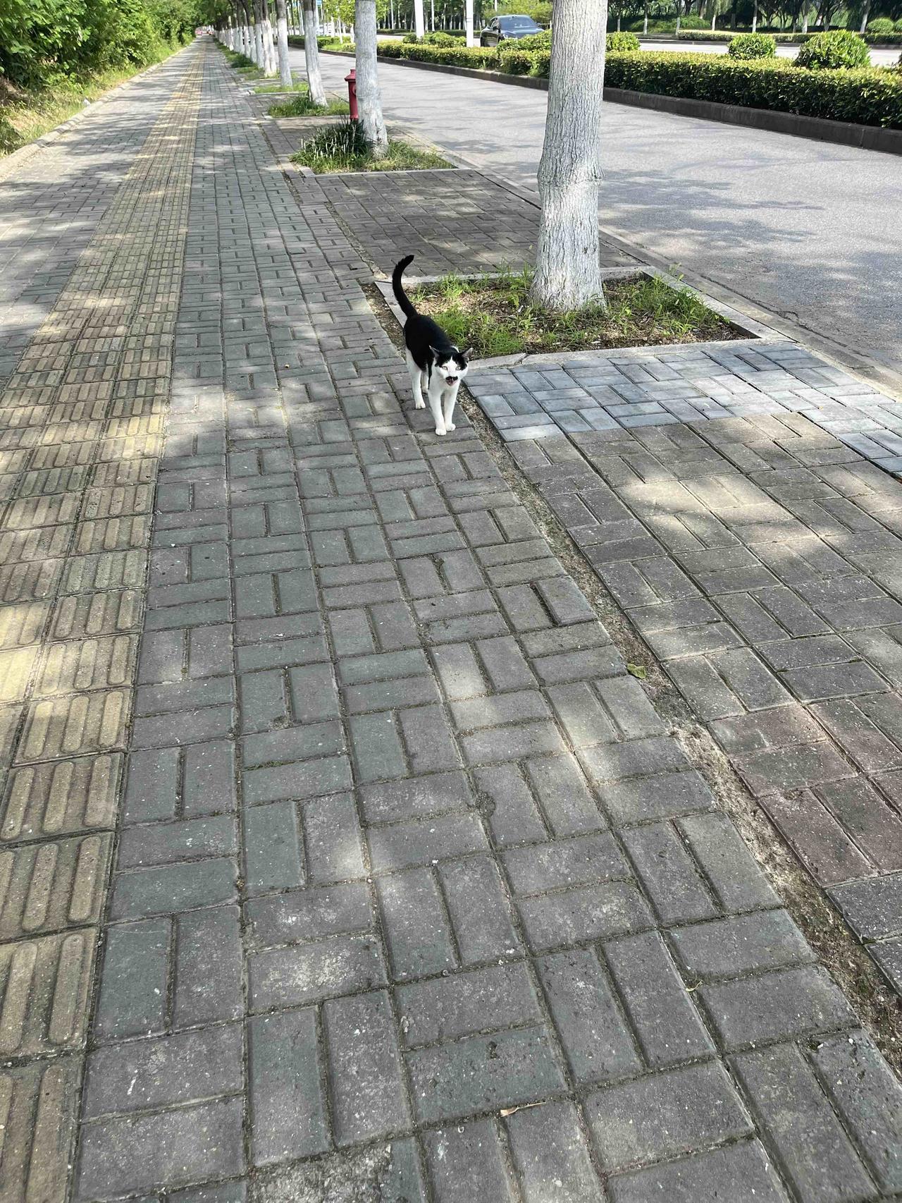 烈日偶遇傲娇
我可以负责任地说，我本身就是一身旧疾、病得不轻的人。2026年6月
