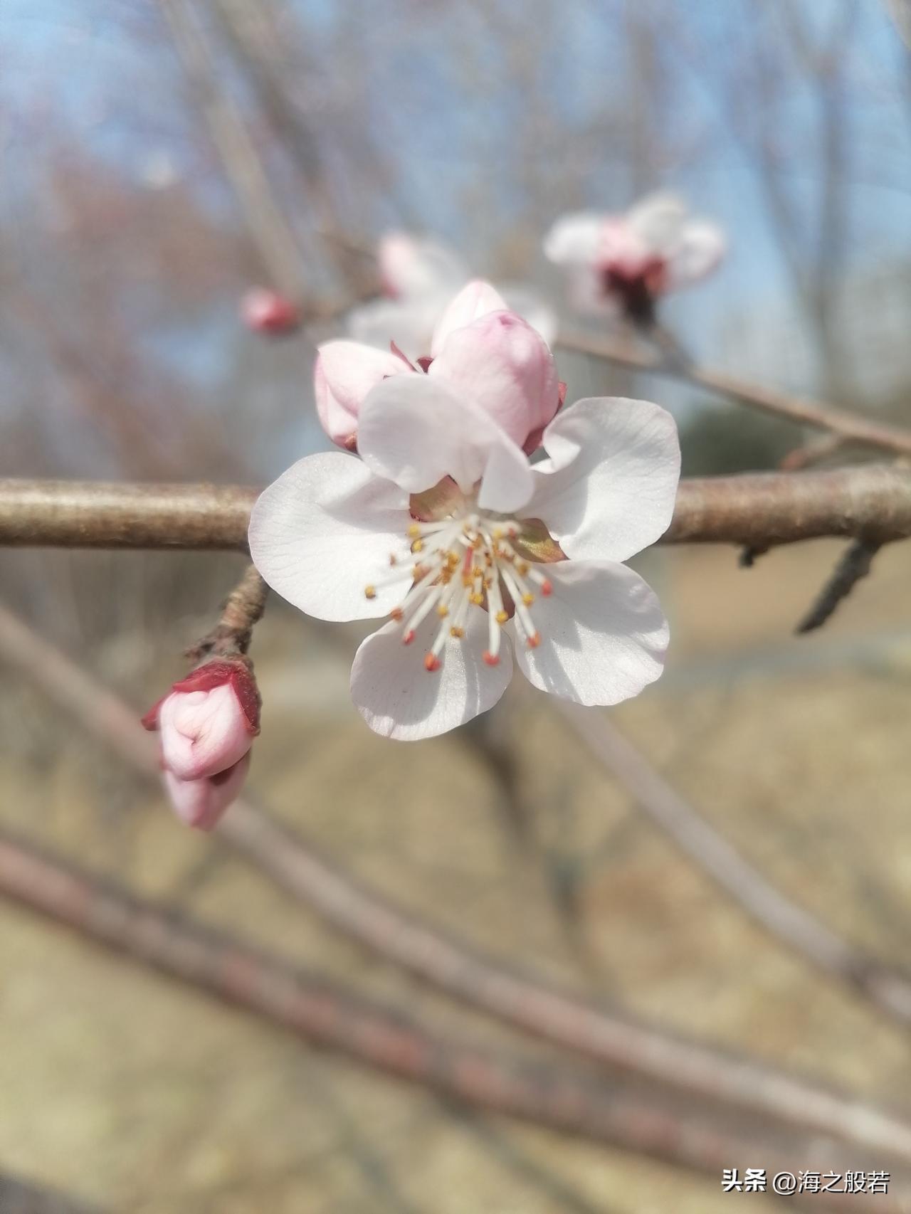 我在春天等你，思念随风化作雨，等待花又开的时候和你在一起，天地之间守着我们的唯一