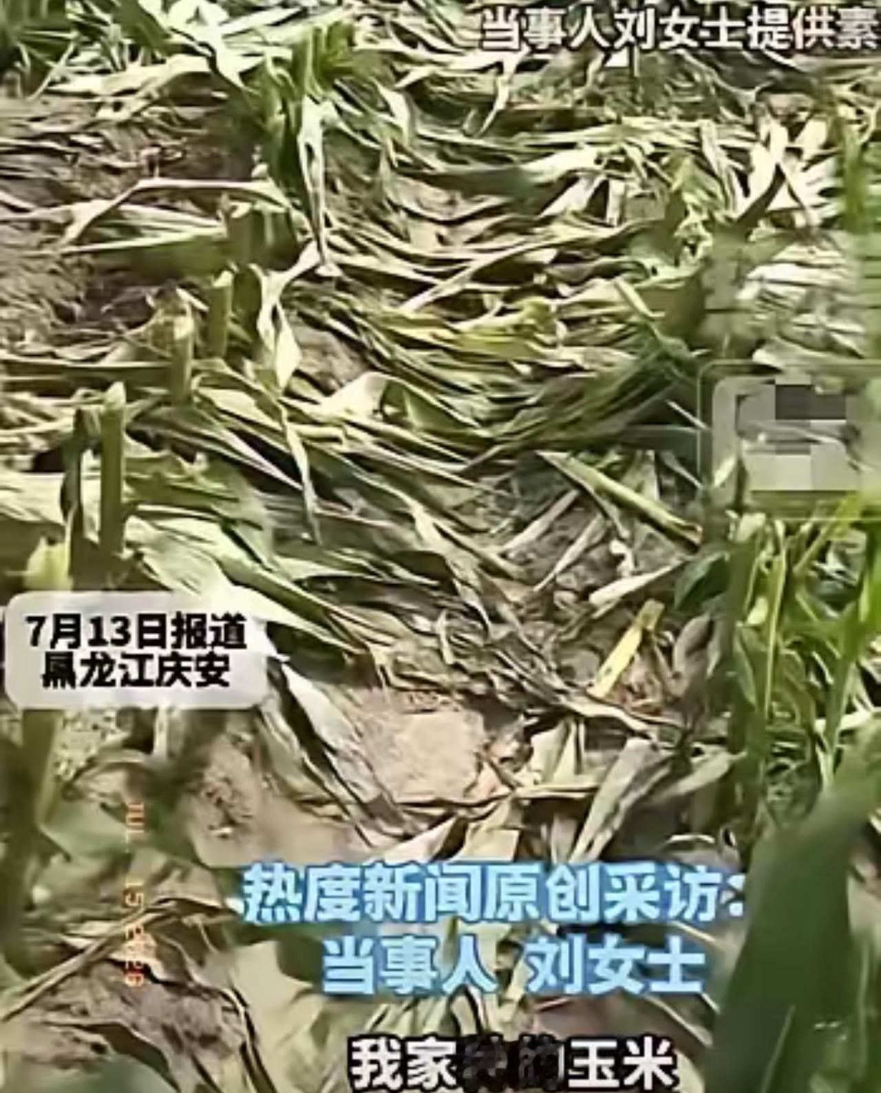 黑龙江一位姓刘的农户，7月13号早上扛着锄头往地里走，想看看玉米抽穗情况。到了地