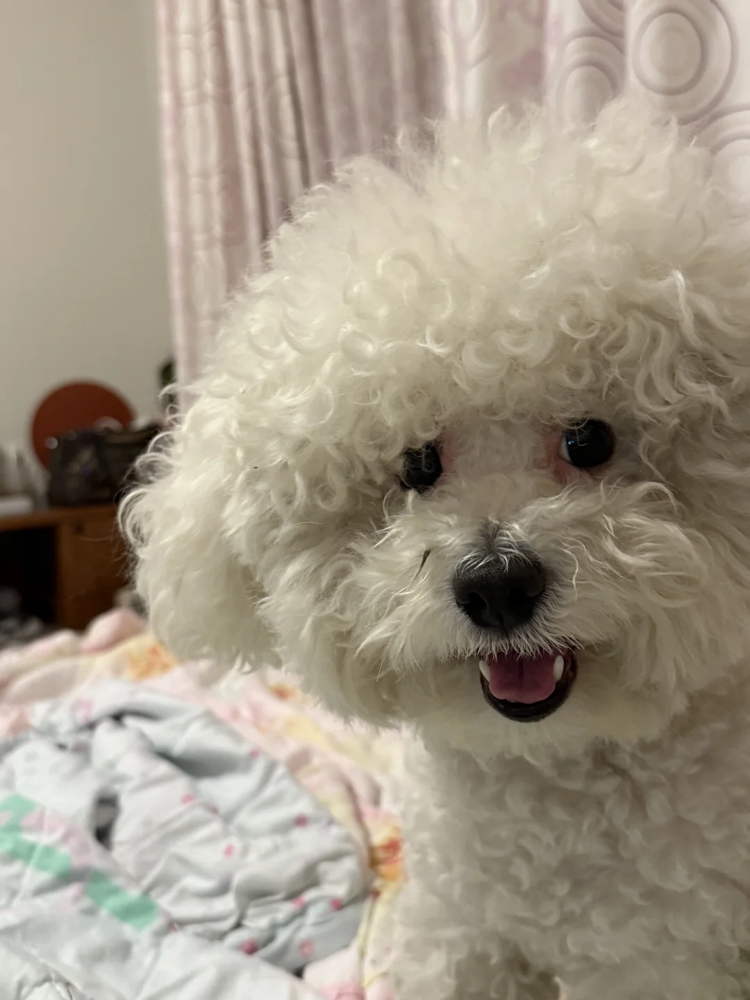 麦兜：妈妈你到底在鬼吼鬼叫什么🙃