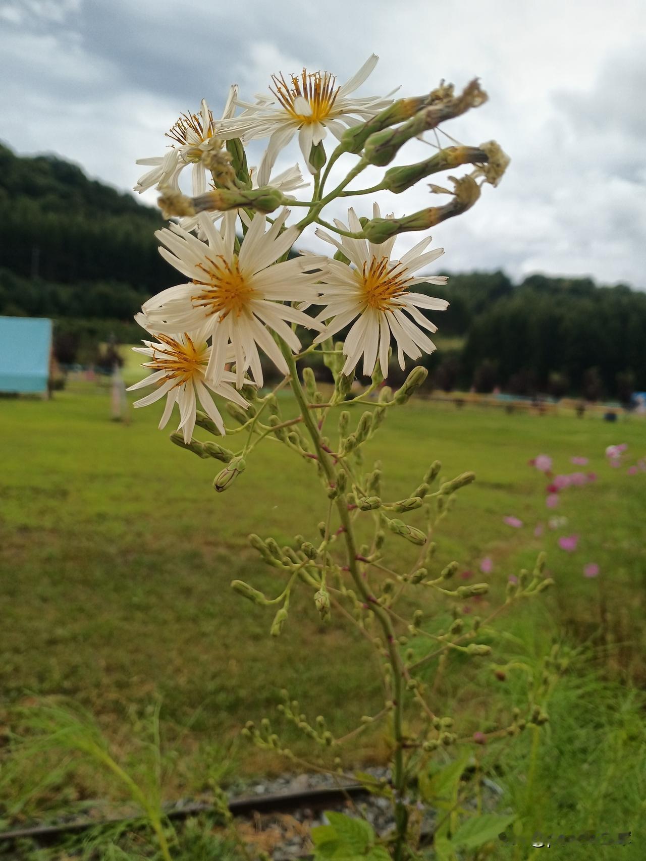 翅果菊，我辽宁南天门景区拍的，挺漂亮的小花。