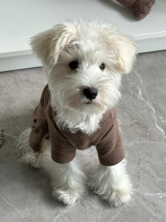 呆呆小狗🐶