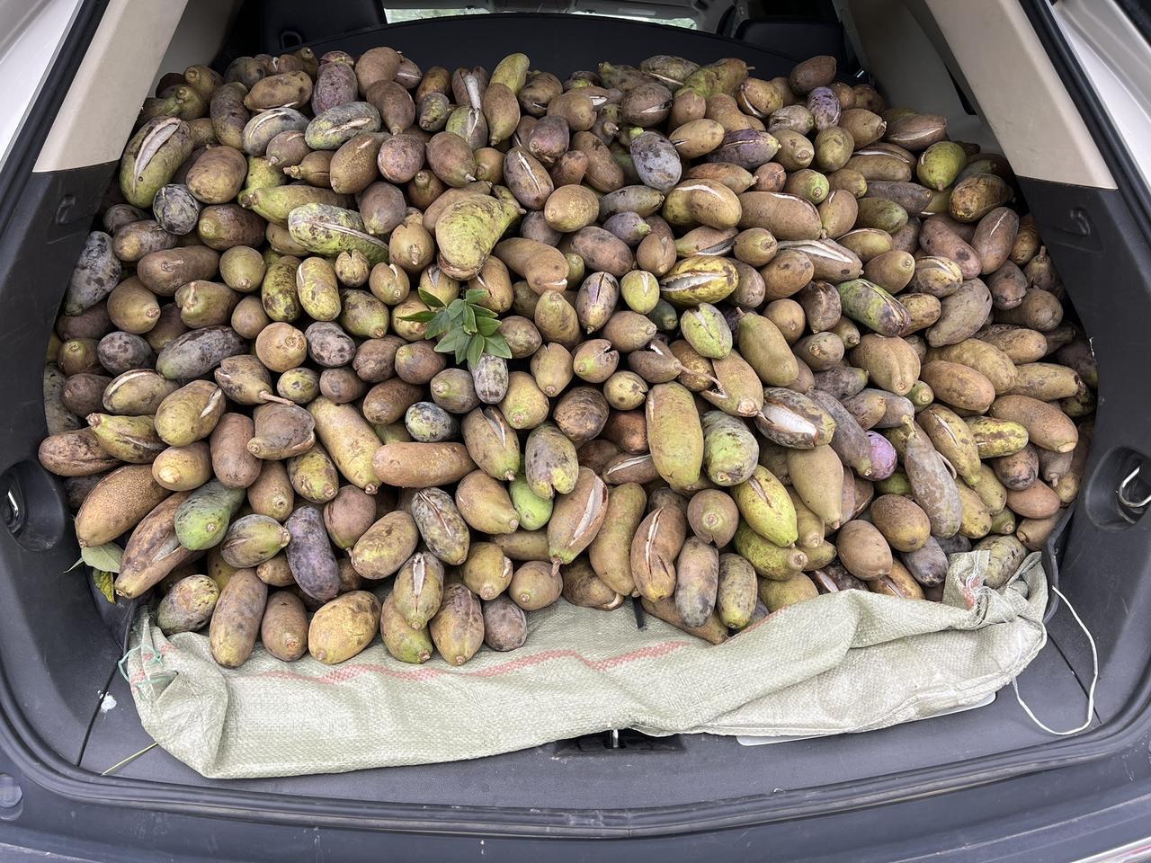 #我的乡村生活 #八月瓜