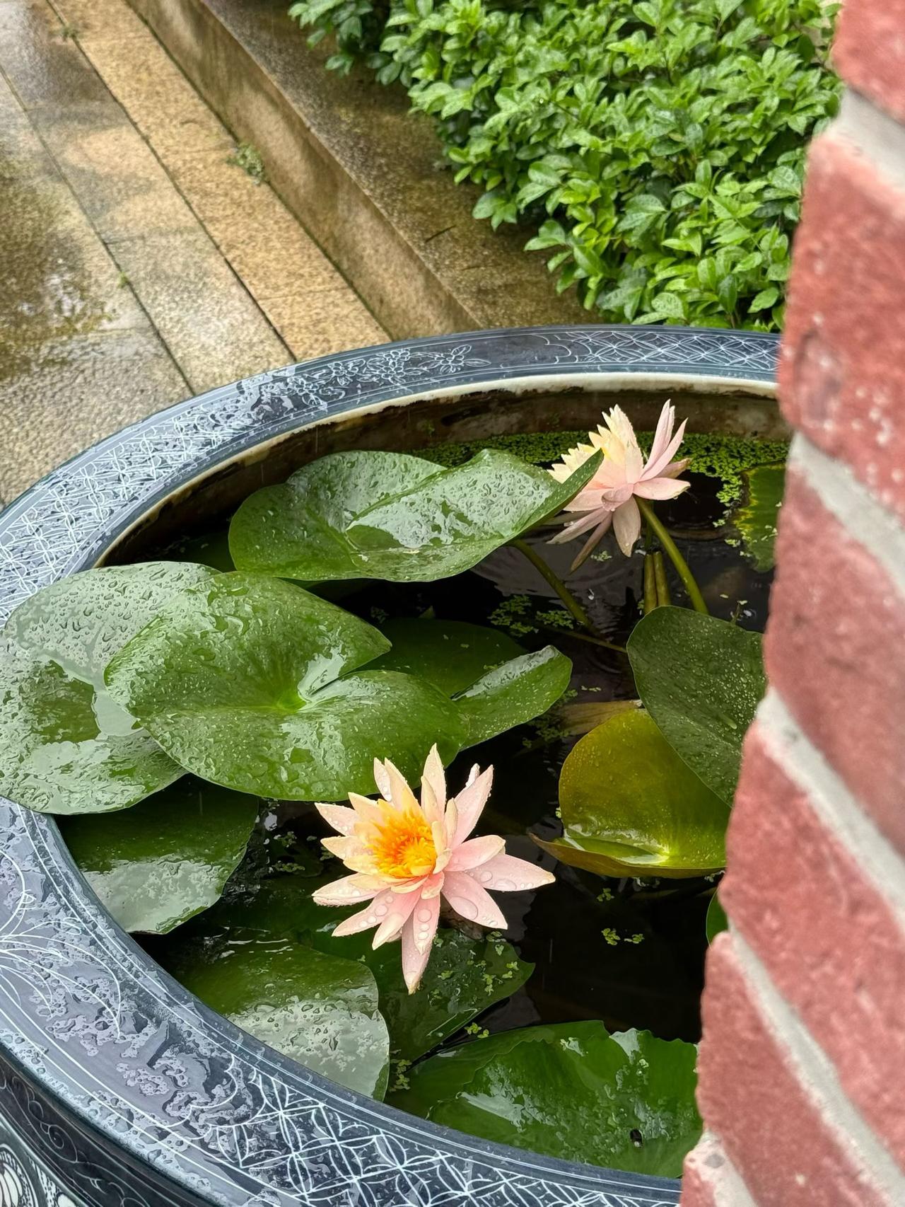 居家劳作：睡莲也算宿根植物呗， 5月如约而至……
爱上种🌹