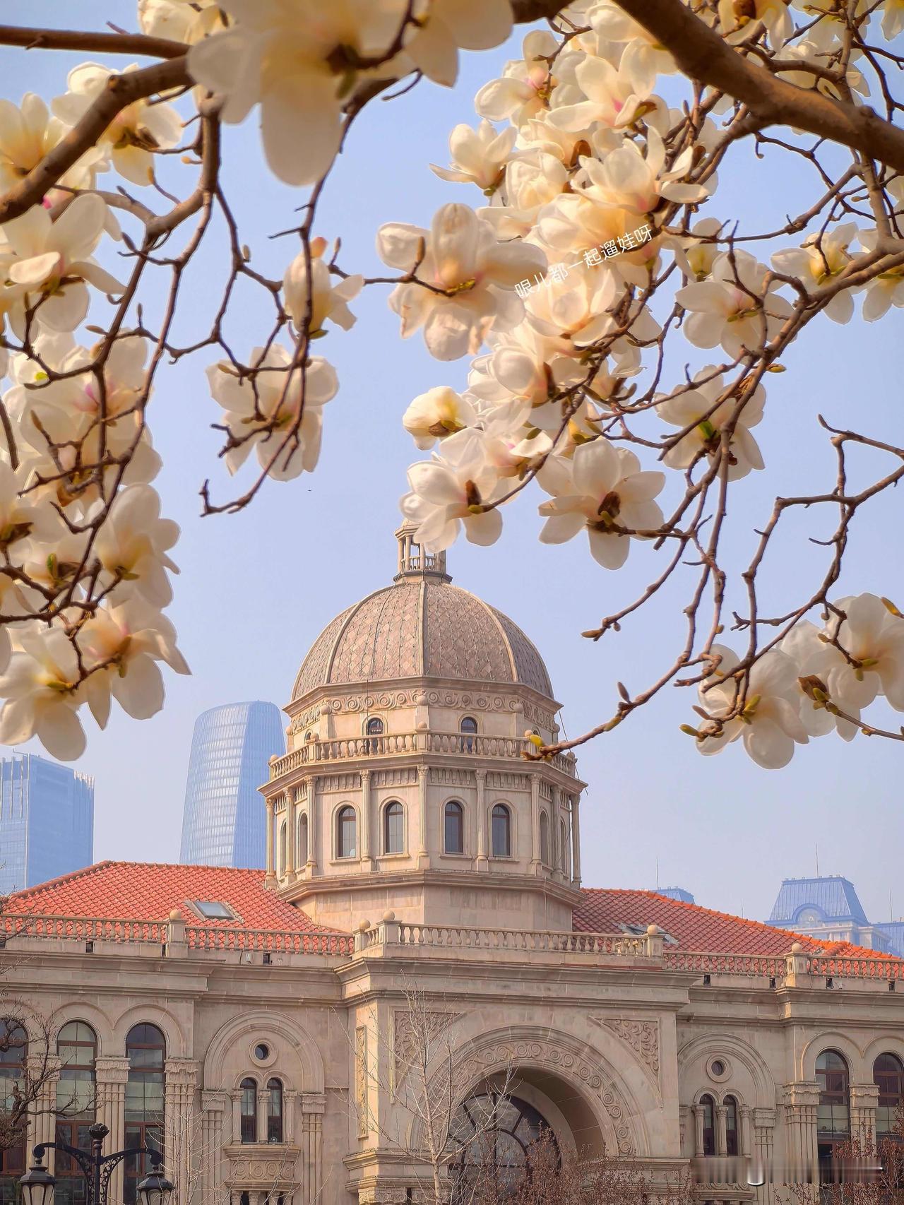 天津五大道｜春日花事全攻略 洋楼间的繁花路线超全整理

三月的五大道，是被繁花包