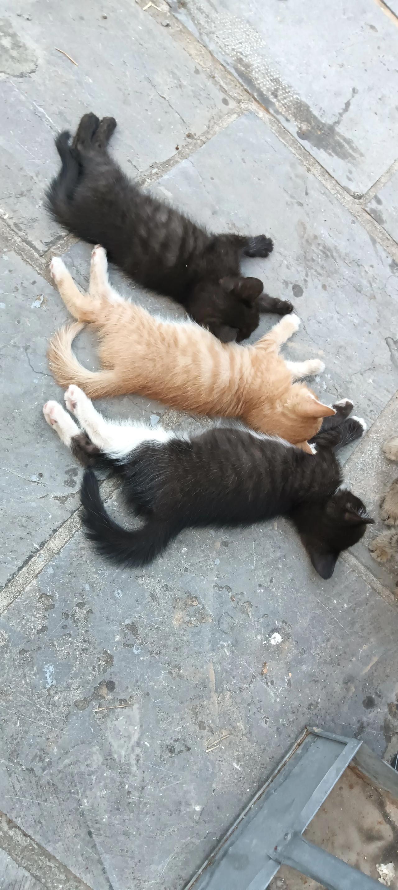 青年创作者成长计划 自然环境中的猫咪 土猫也是小宝贝