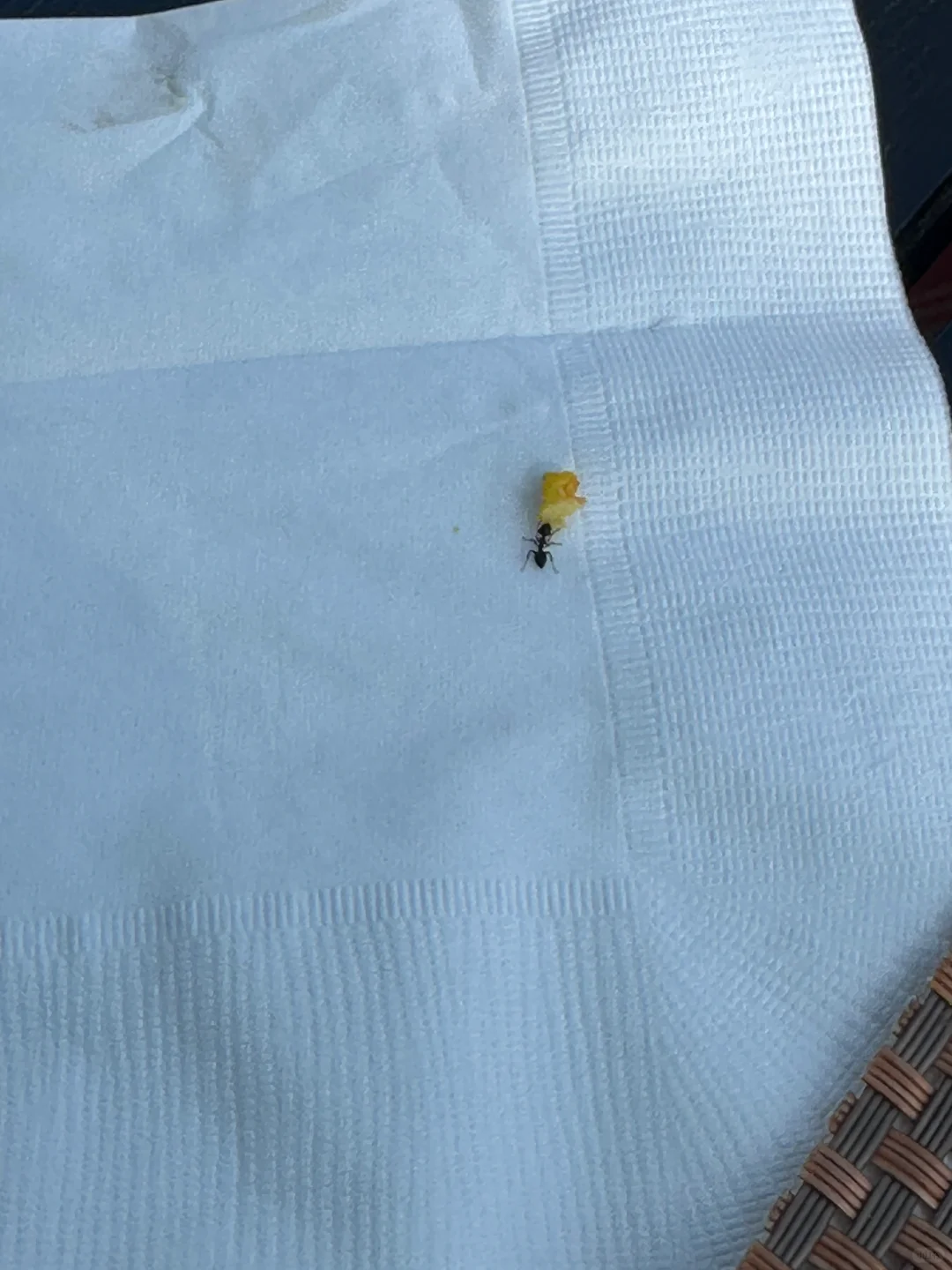 小蚂蚁说饿了
