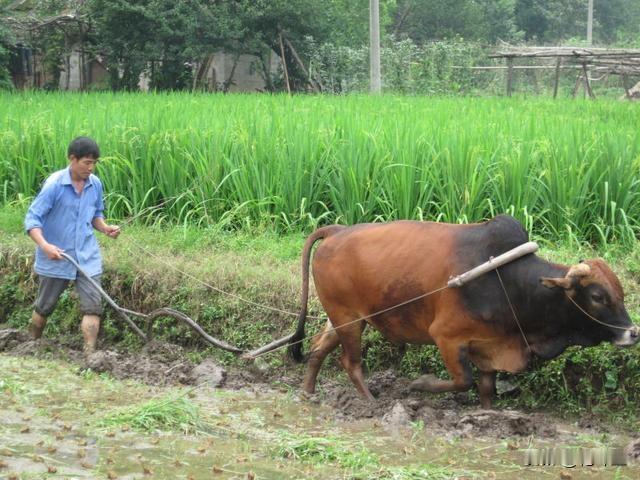 不解决农业农民问题，很难提升消费水平，现在农民种地，已经没有钱可赚了，受进口粮食