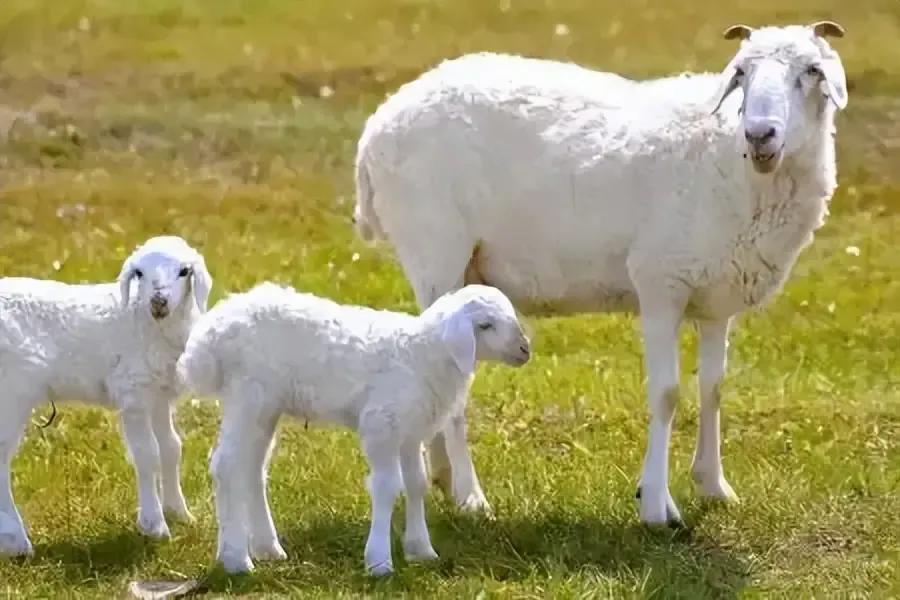 古时，一男子养了3只羊，他每天都将羊，赶到一个有着孤坟的山坡上吃草。一天夜里，男