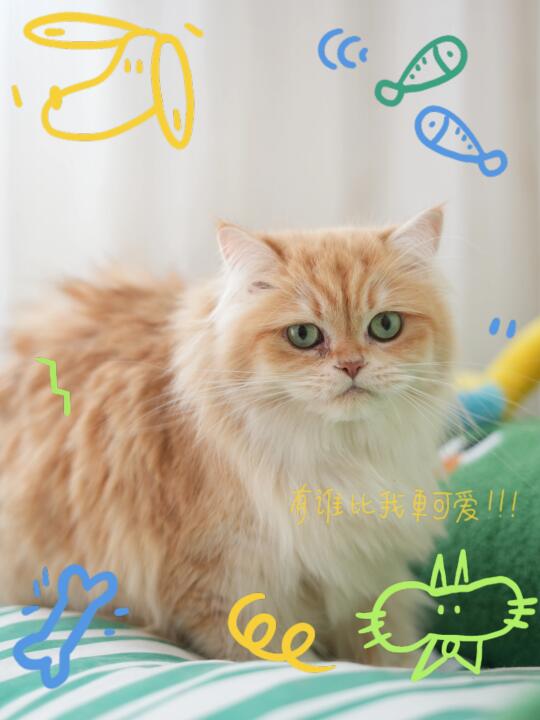 猫咪写真 想记录下此刻 这个模板有点东西