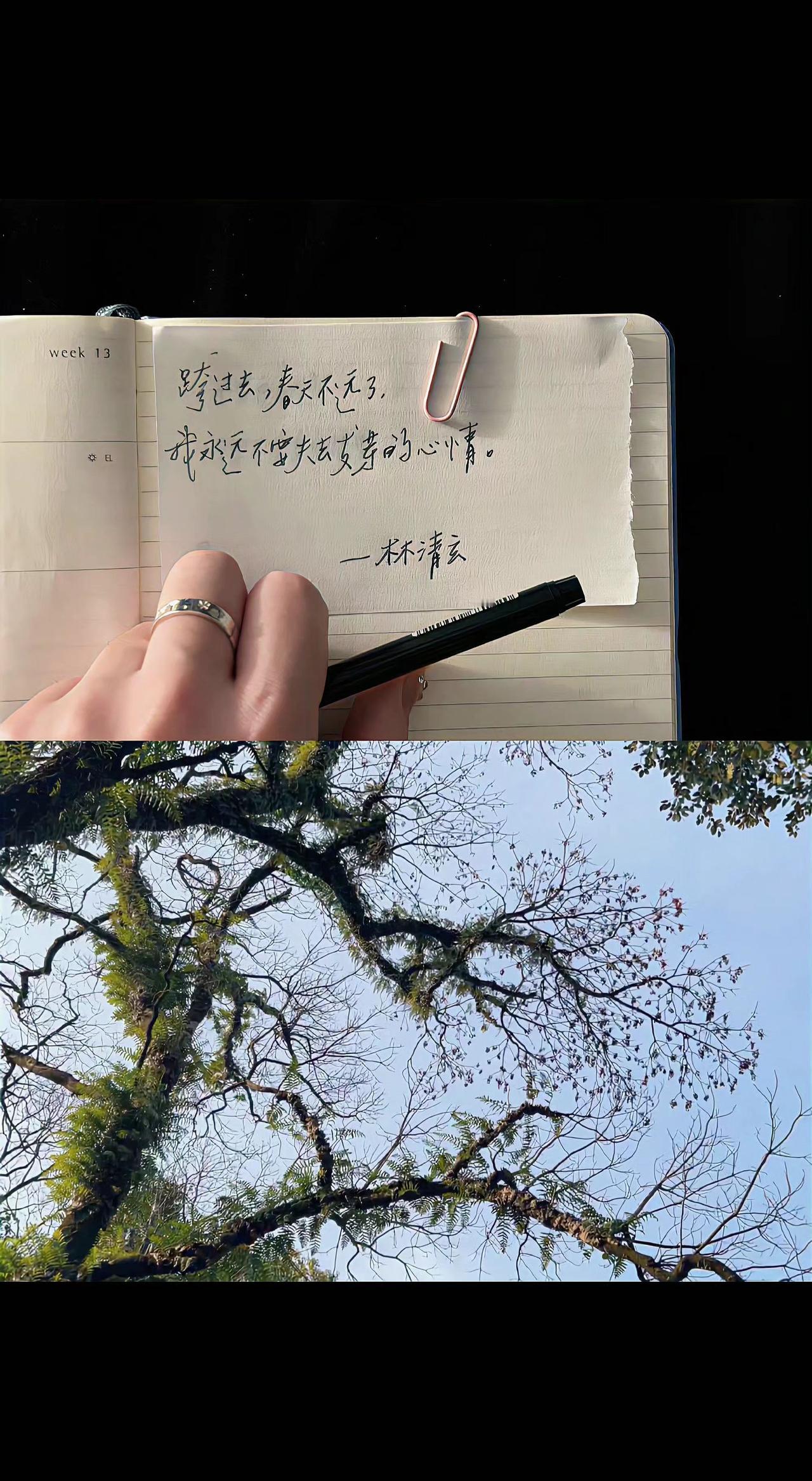 ✍️笔尖划过纸张，像时间在低语。抬头见枝桠剪碎天光，心事便随春风散了🌿