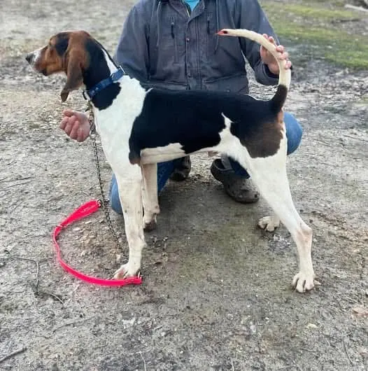 沃克猎犬