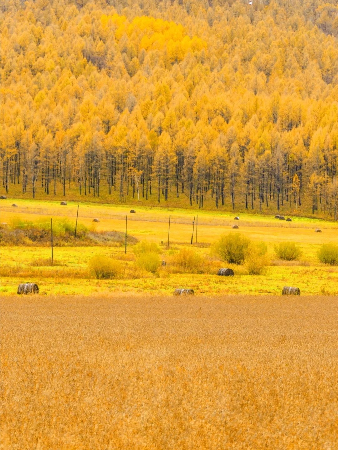 内蒙阿尔山，国内第一个迎接秋天的地方🍂