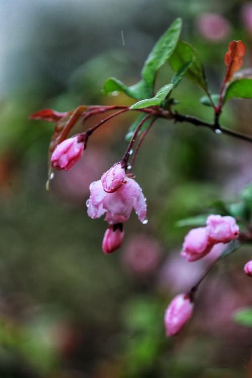 要说临沂最美的地方，不同季节有不同答案。11月赏银杏，那临沂孔庙、王羲之故居和郯