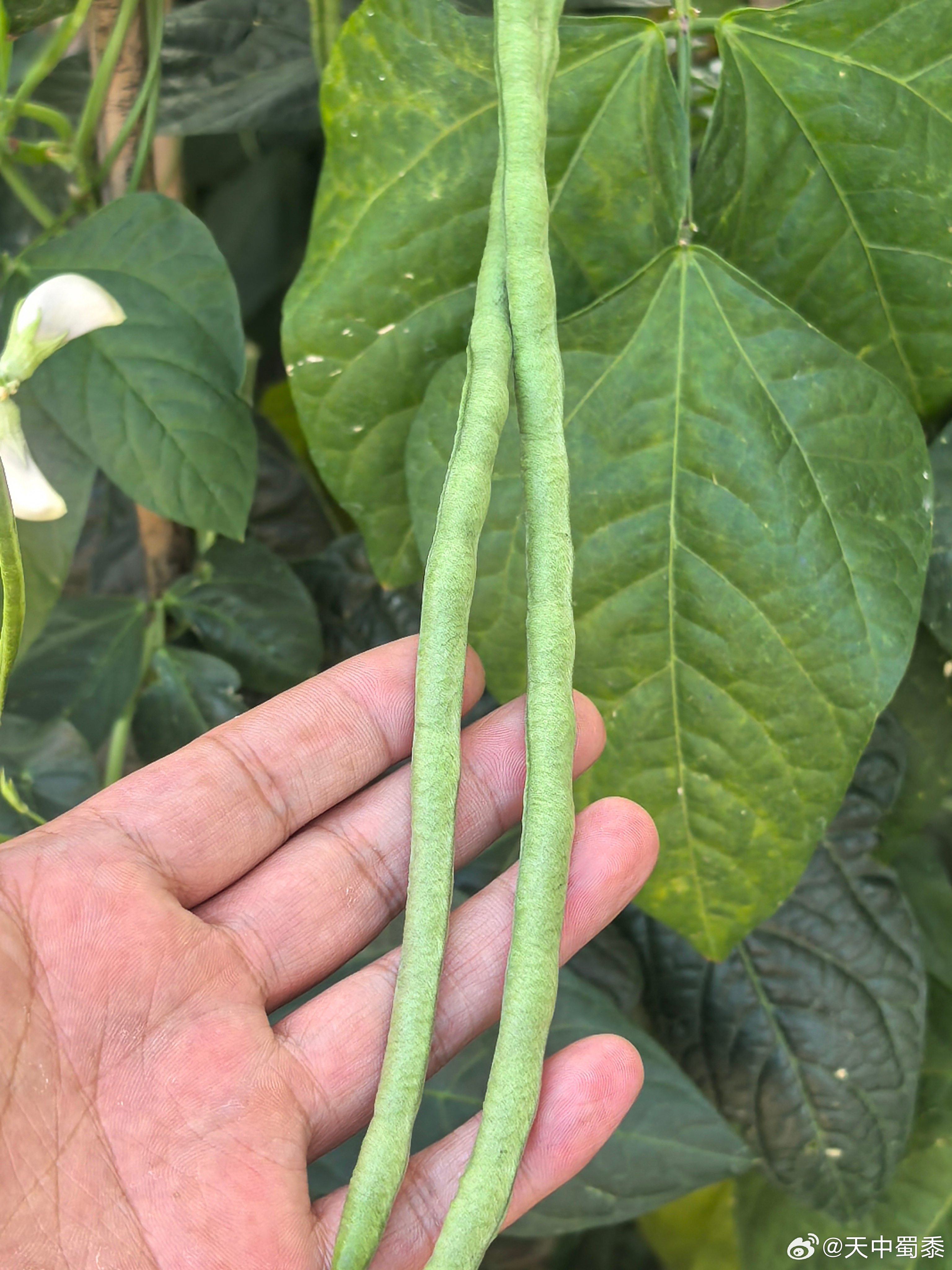 要不了几天，我即将迎来一个痛苦的时刻。我妈做的一日三餐，可能每一顿都豆角子。会有