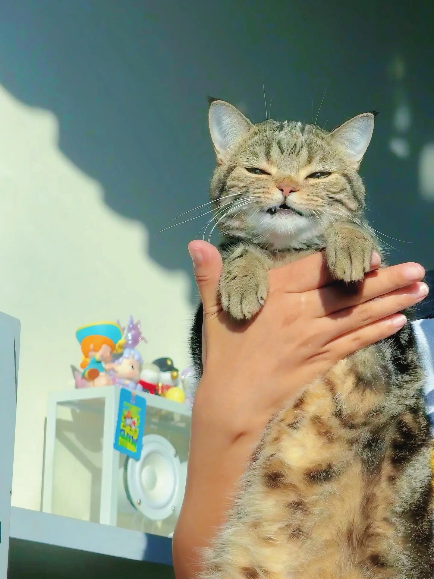 我的建模小猫！