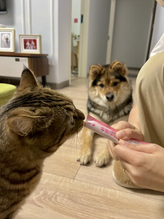 每次喂猫条都能看到一只望眼欲穿的大馋狗