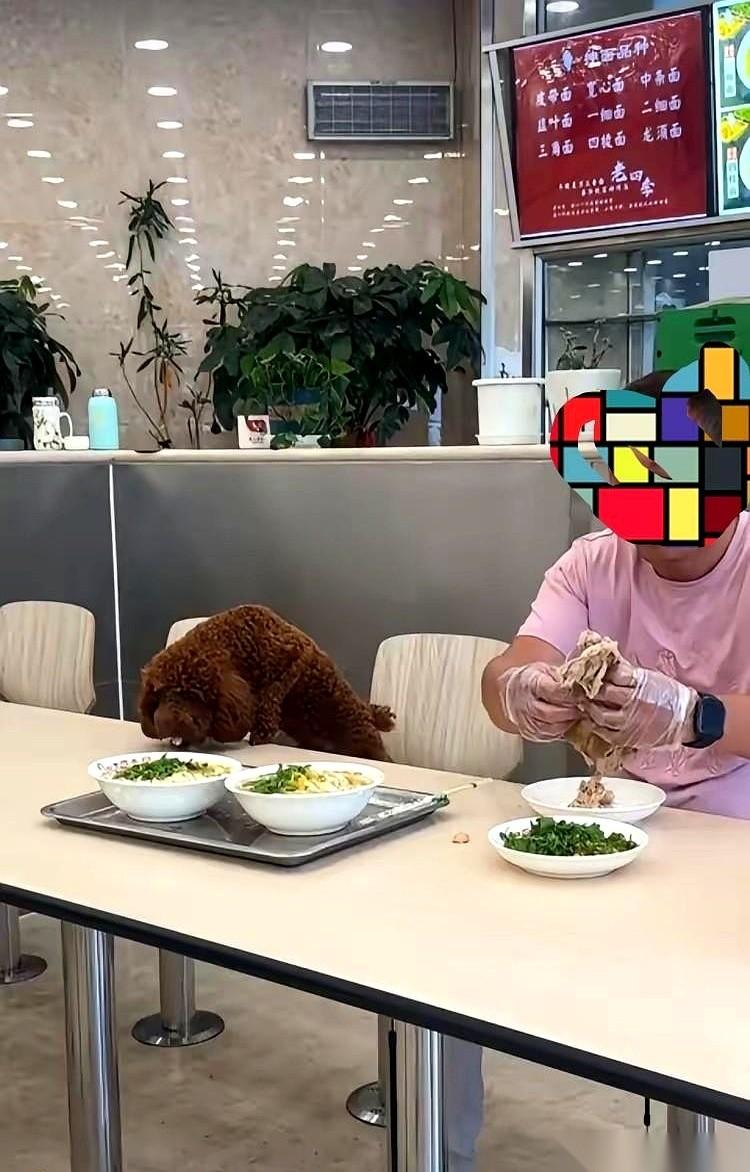 沈阳这家面馆大门上“禁止宠物入内”的标识贴得明明白白。但在店里头，一张公共餐桌上