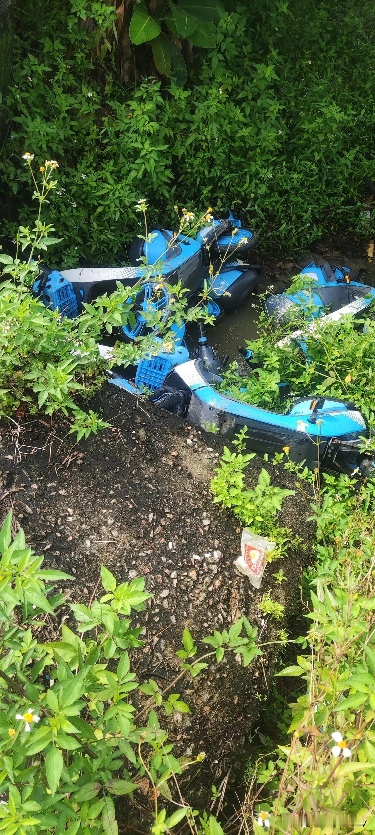 今天早上上班途中，路过一小水沟时，瞧见水沟里横七竖八地躺着好几辆哈啰共享电动车。
