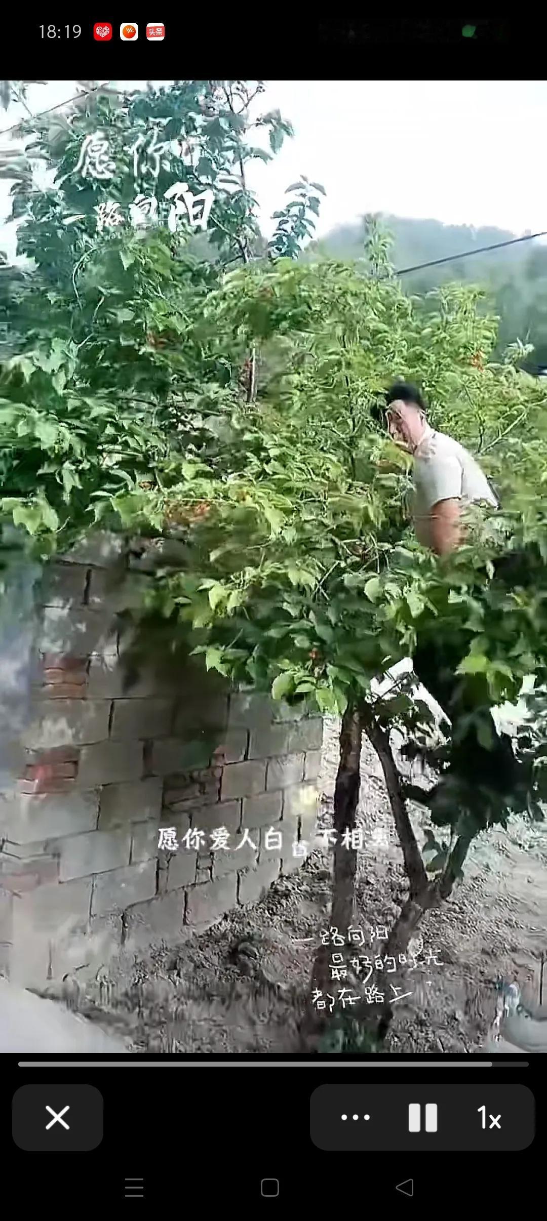 蜜蜂蛰人到底有多危险？大家一定要提高警惕
蜜蜂蛰人大家可能都听说过，非常的痛，特