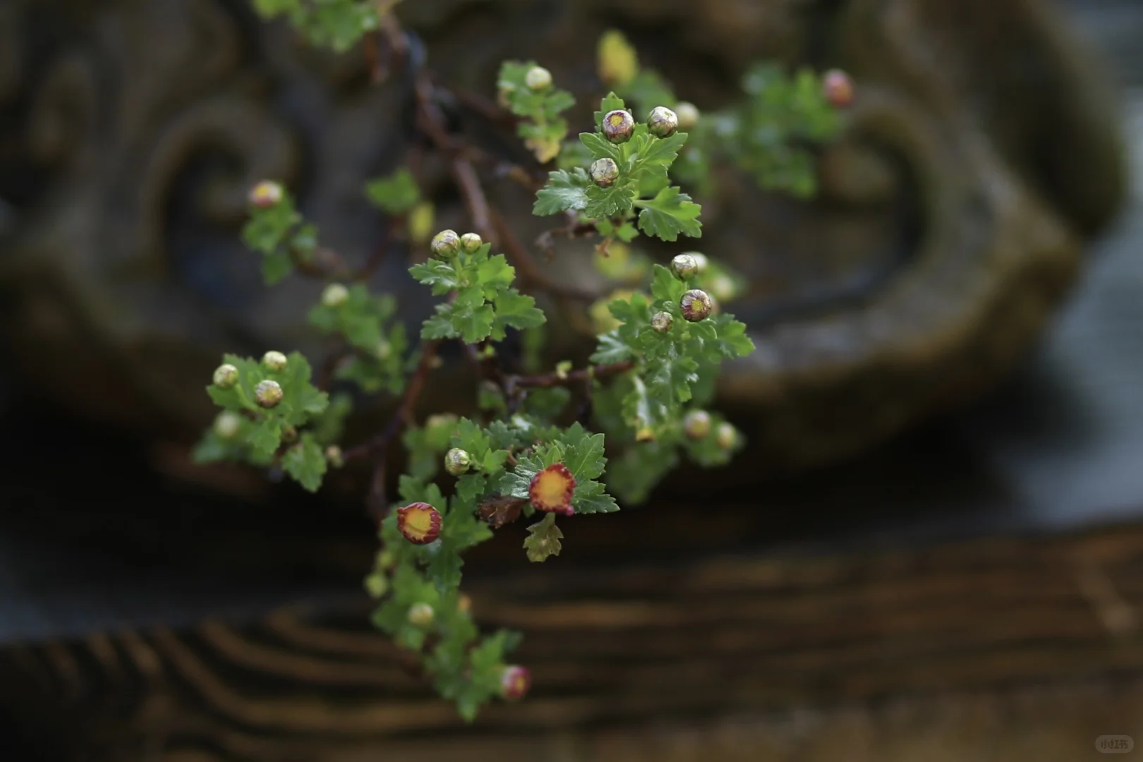 小菊花能开出什么效果呢？