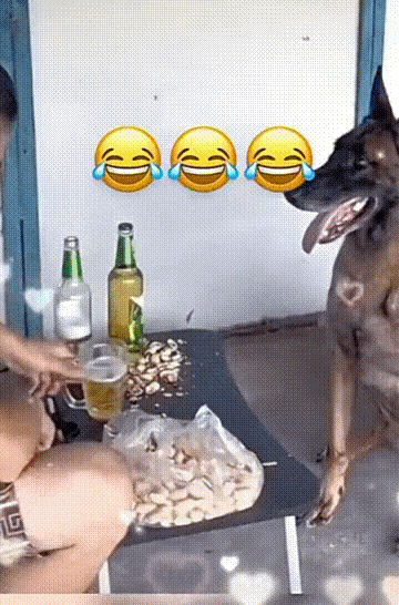 1：有酒有料，狗子当然不能放弃这个好机会。
2：真爱还是有点，看男孩子有多细心。