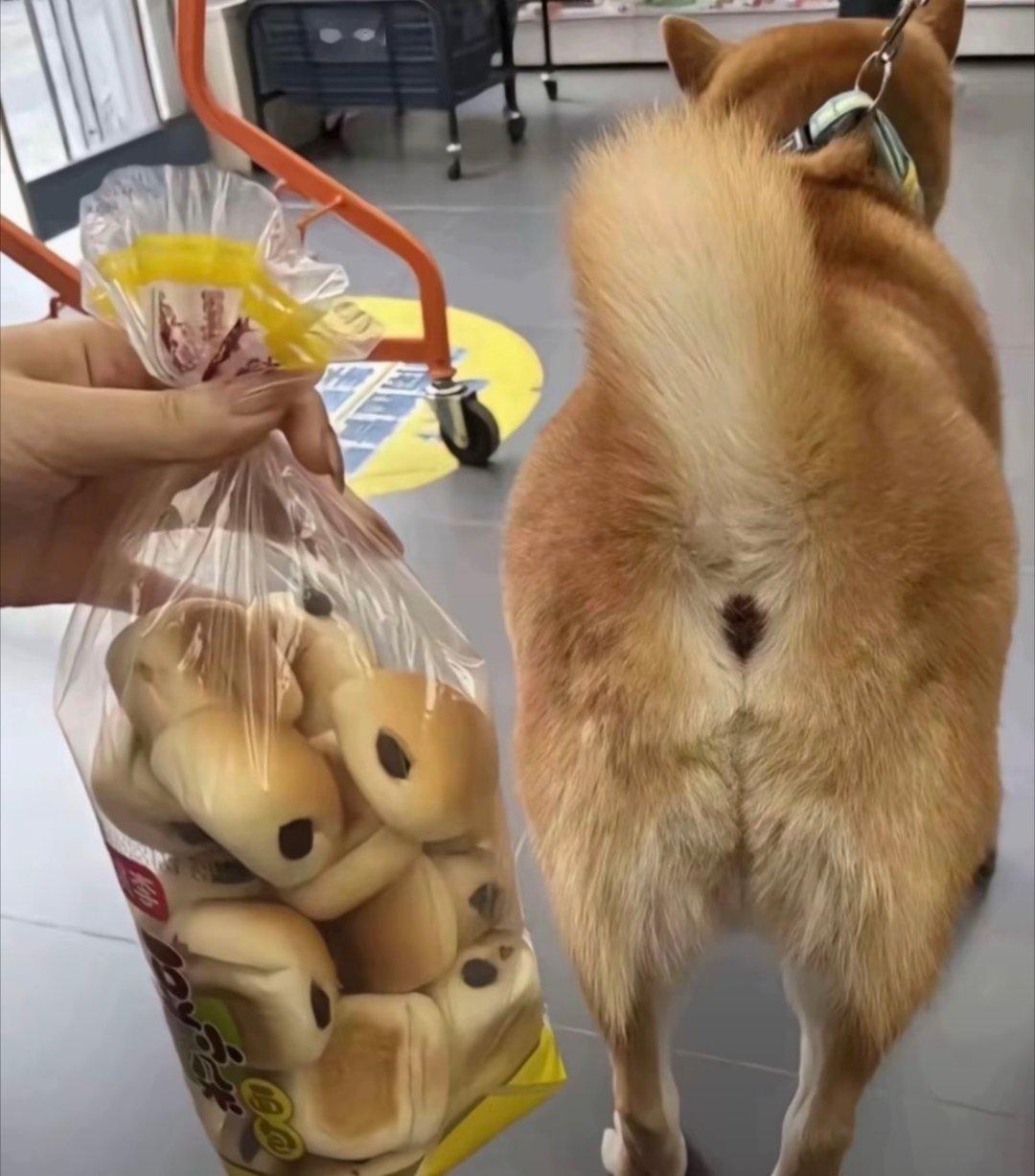 谁设计的面包，精准复刻柴犬屁股……