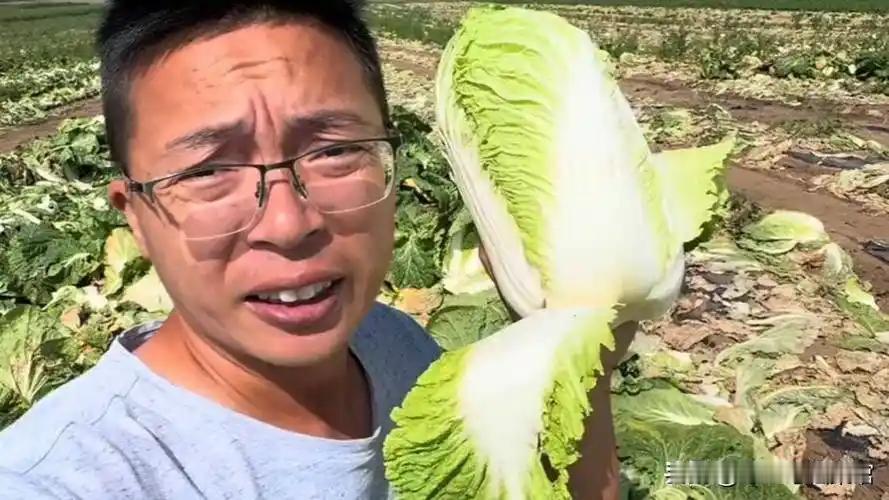 “甲醛泡白菜是为了保鲜，运输路上少一点烂。”
 
这是张家口康保县白菜收购现场的