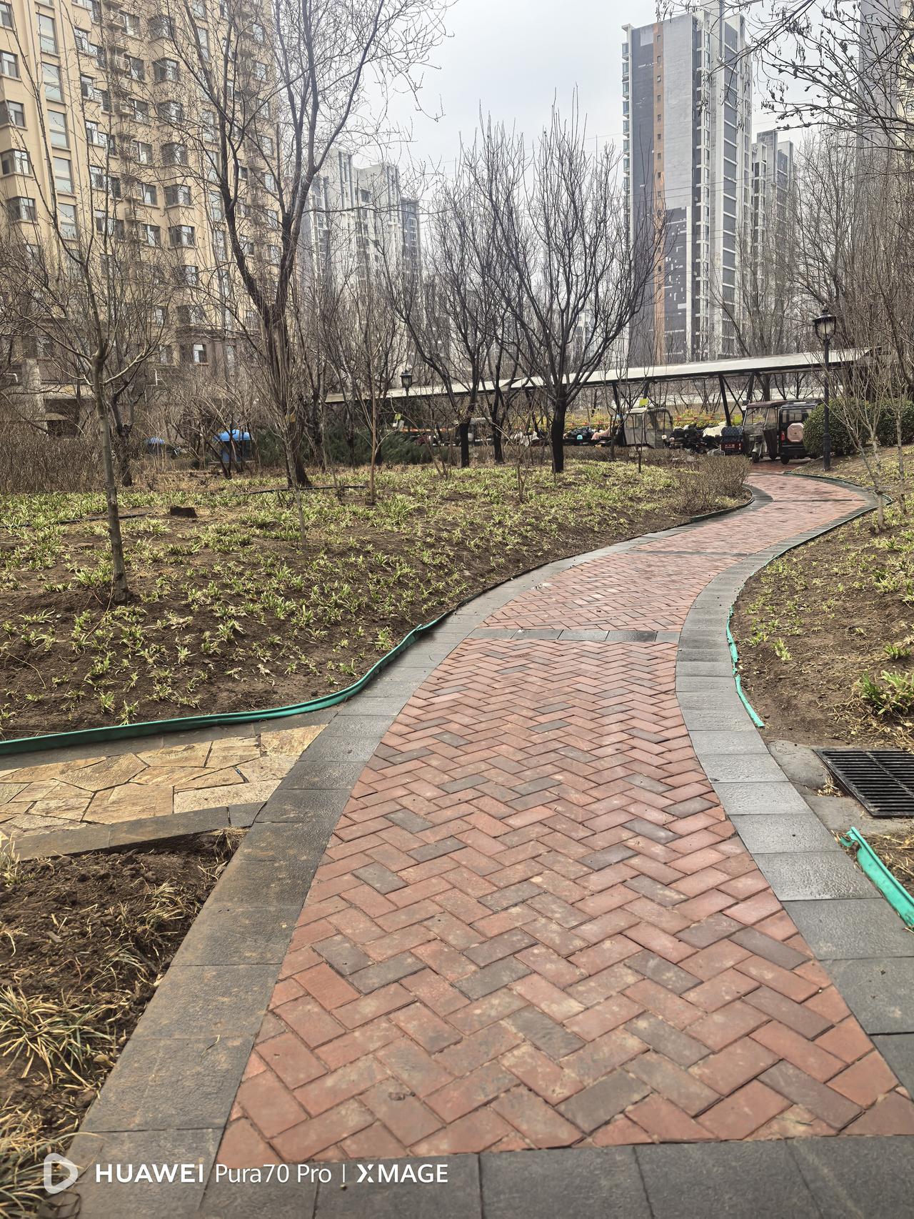 上午，送外孙去校外培训机构学英语。昨夜的一场春雨，伴着料峭春寒，把迎春花渲染的更