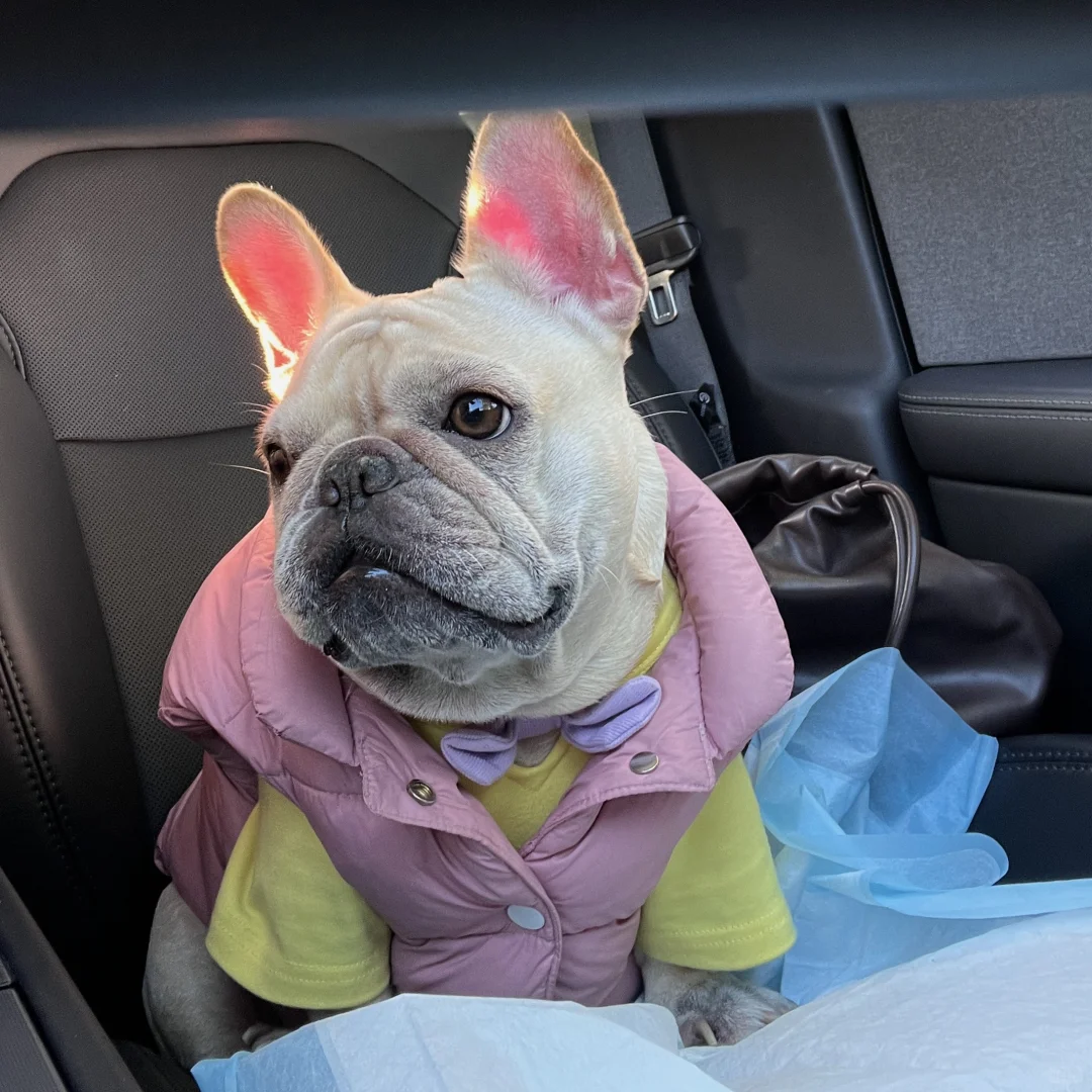 法斗穿搭 | 要保暖 也要讲究点时尚🤓