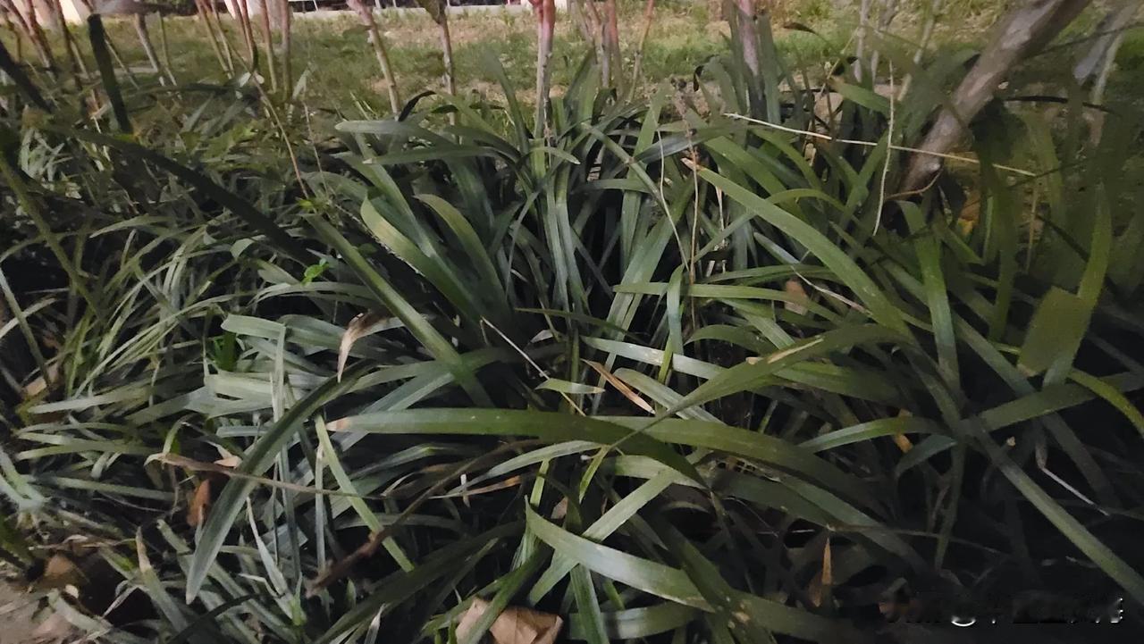 秦朗丢作业网红道歉，造假零成本。
医学更应该生活在真实环境，那些动辄违背祖训献出
