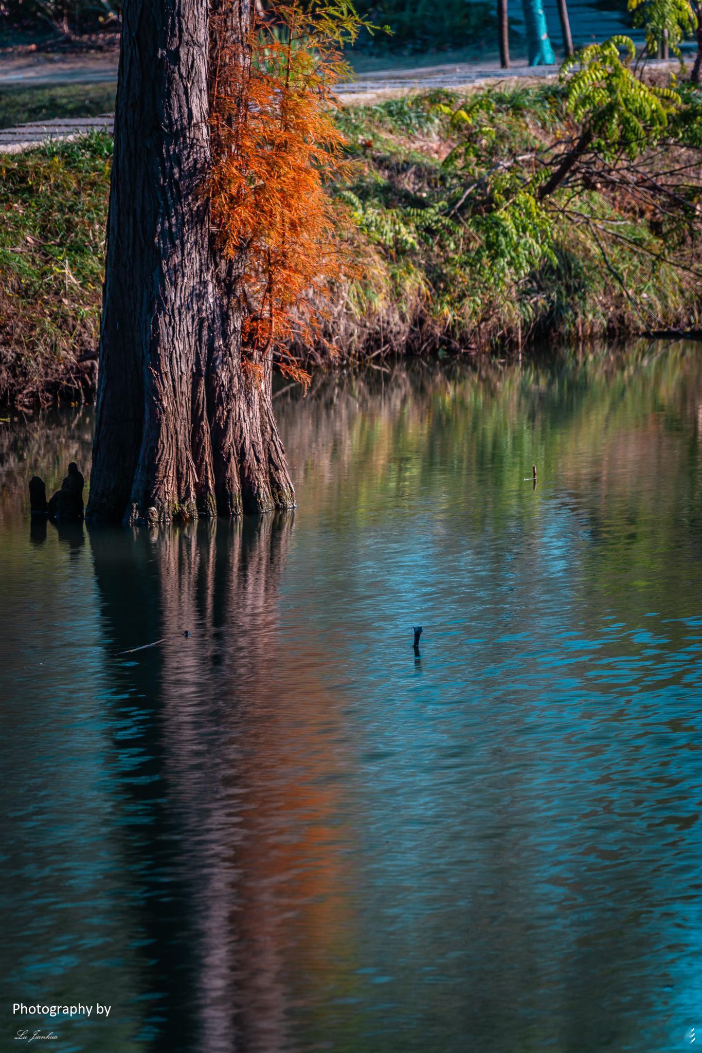 无锡太湖鼋头渚充山隐秀水景苑，冬日红杉林。晚安。 