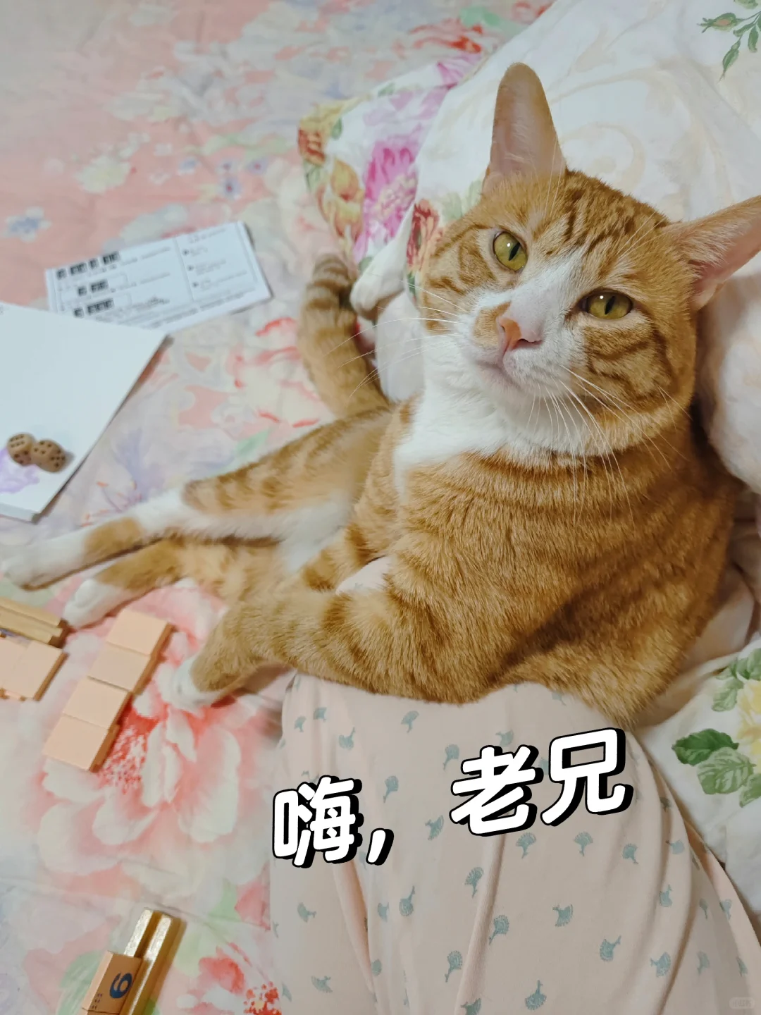 我的大冤种猫咪 我爱我家猫咪 橘猫 猫咪 我家宠物好可爱