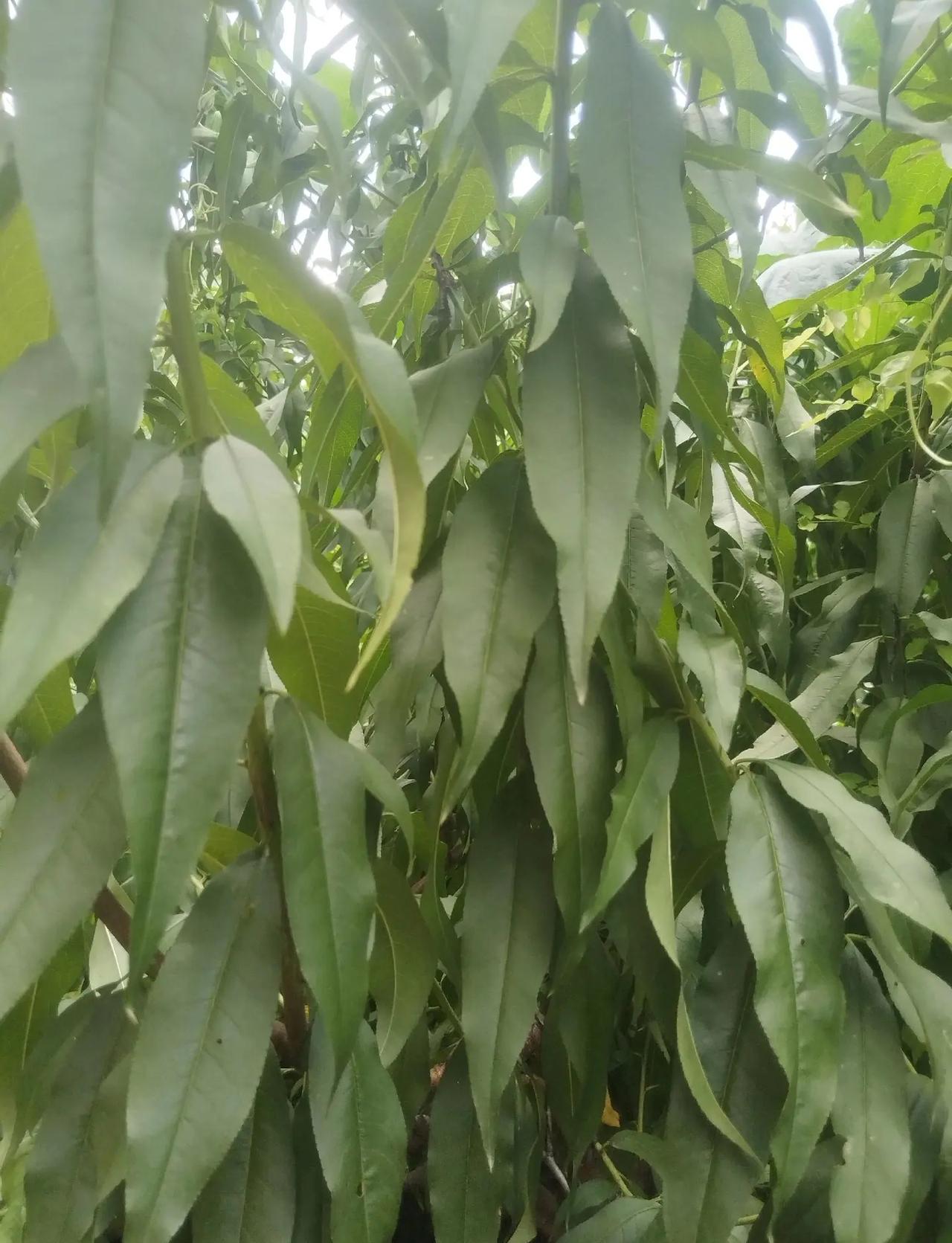 CBA季赛后G2广东VS北京，徐杰抢下关键篮板，助功张皓嘉3分加时绝杀北京！广东