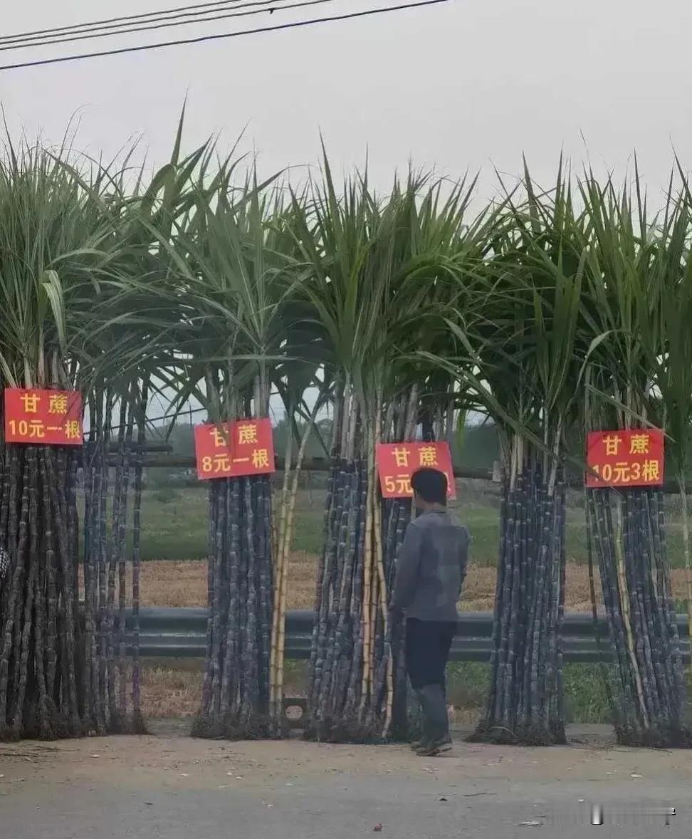 这样的甘蔗有啥区别吗？有懂行的来说说以后遇到这种情况应该选哪个？
 #爆料#